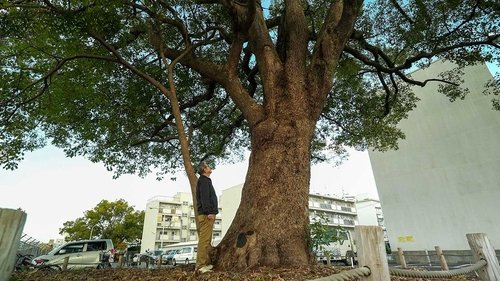 Background image for Hiroshima's A-Bomb Survivor Trees