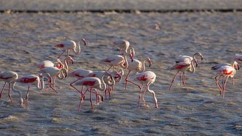 Background image for The Camargue
