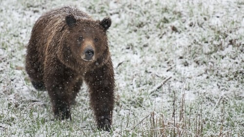 Grizzly Summer