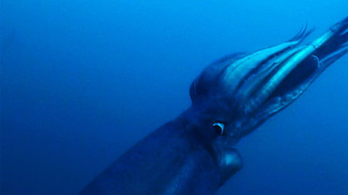 Background image for Alien Squid Invasion