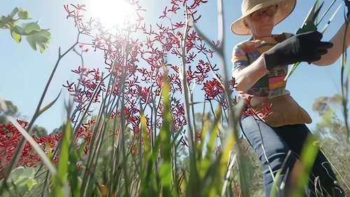 Background image for Episode 23 Sand, Shorebirds, Houseplants, Bendigo & Rescue
