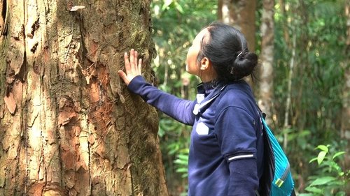 Background image for Sustainable Forest Living in Laos