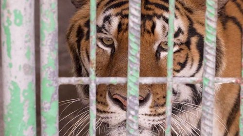 Background image for Thailand's Tiger Kingpins