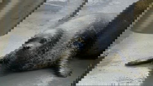 Background image for Seal the Deal