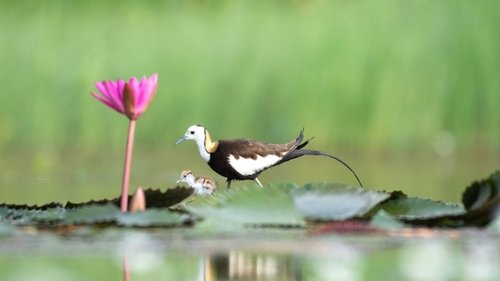 Background image for Freshwater