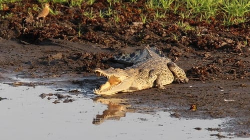 Kakadu