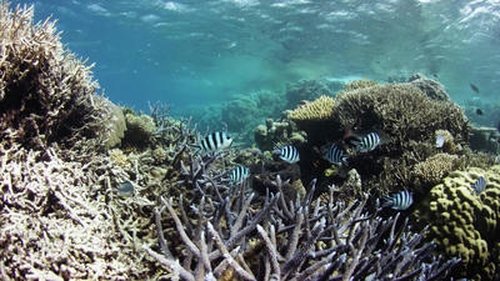 Background image for Living Reef