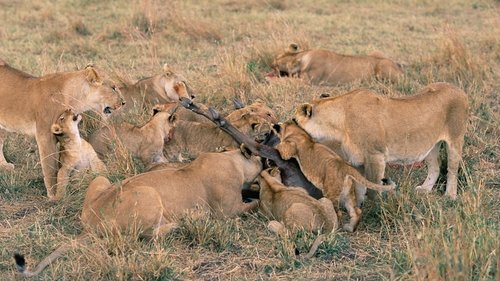 Background image for Serengeti