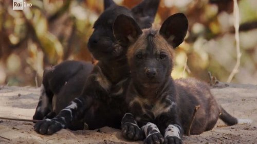 Background image for The wild dogs
