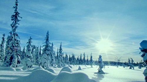 Taiga: The Frozen Forests