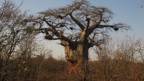 Background image for Flying Reindeer