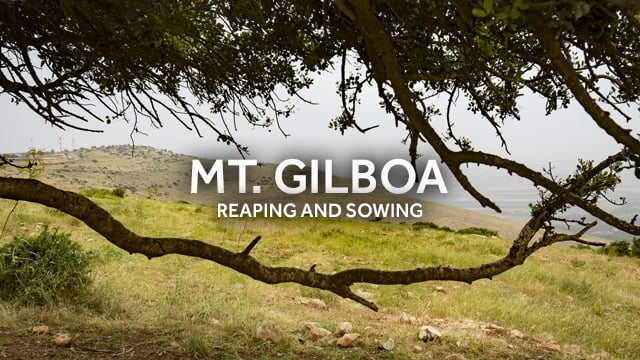 In the Shadow of Gilboa: Reaping & Sowing