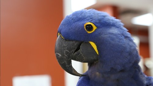 Background image for Pain in the Beak
