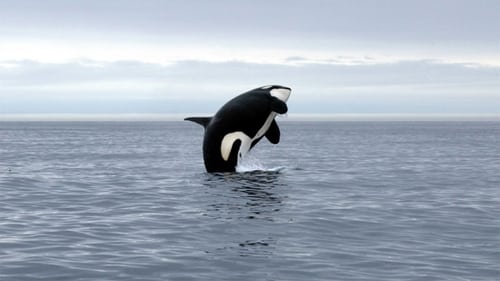 Orca