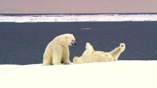 Background image for Polar Bears Rolling Around