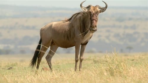 Wildebeest