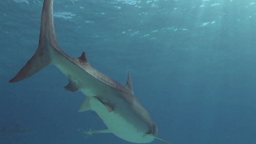 Background image for Episode 217