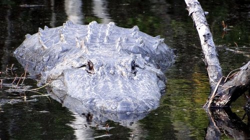 Background image for Alligator River