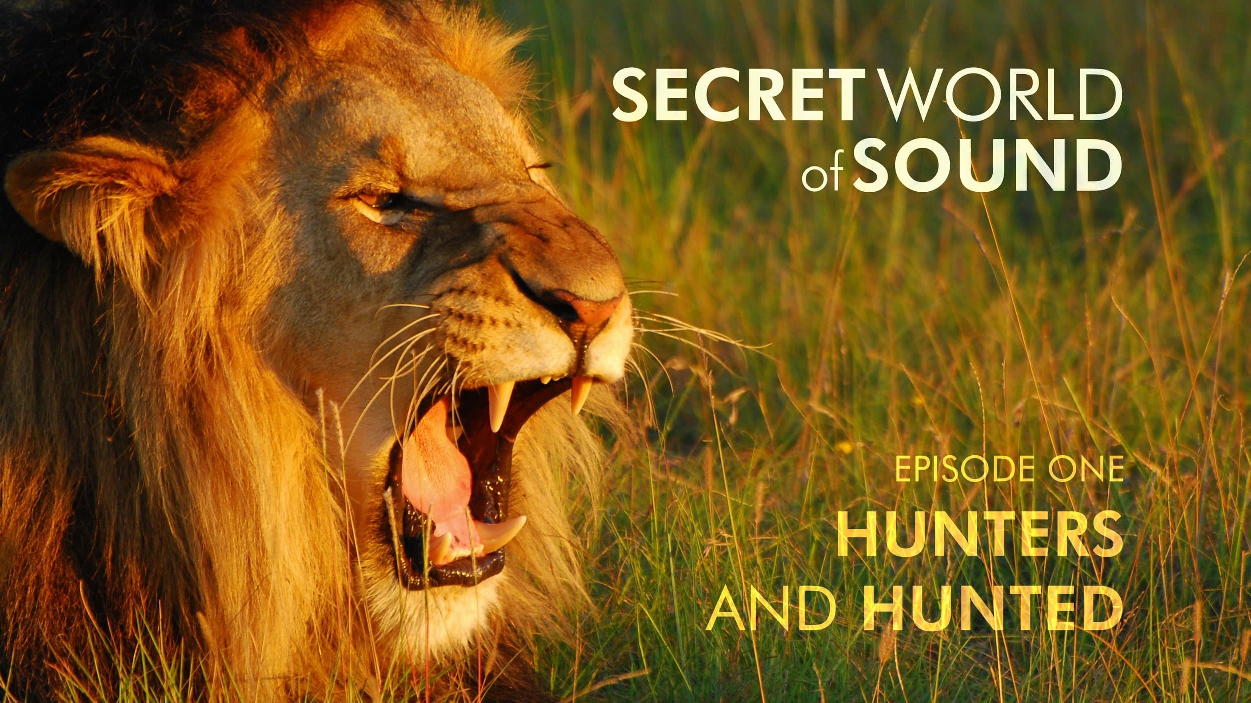 Secret World of Sound: Hunters and Hunted