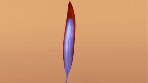 Background image for Now with Feathers!