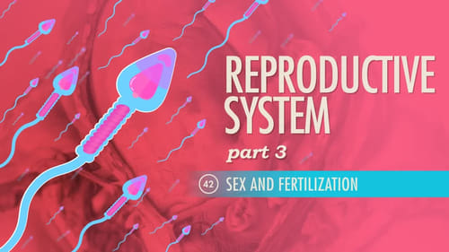 Reproductive System, Part 3 - Sex & Fertilization