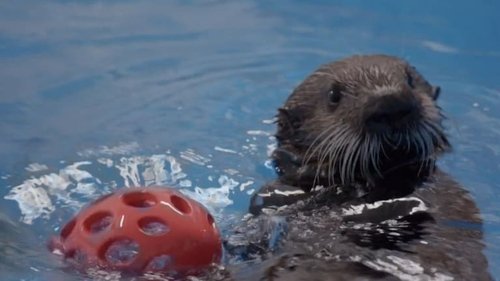Background image for Sea Otter Summer Camp