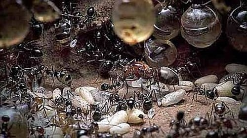 Empire of the Desert Ants
