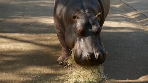 Healing Hippos