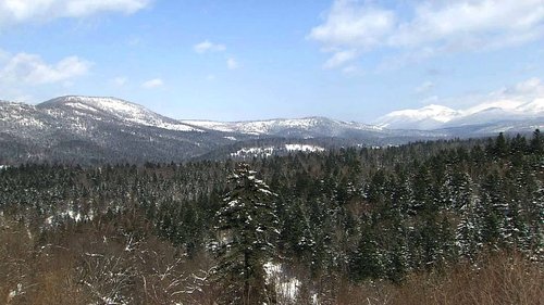 Background image for Woodlands of Furano