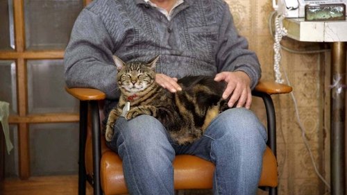 Background image for Mie: Comfy Cats Sitting in Laps