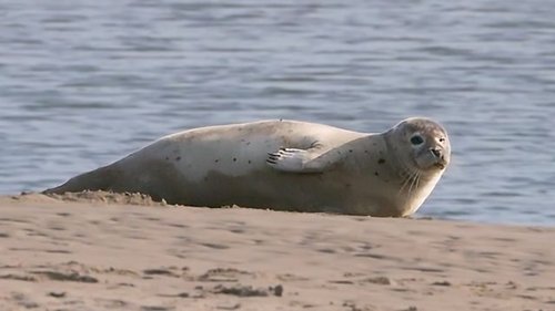 Background image for Northumberland Coast