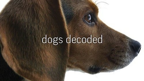 Dogs Decoded