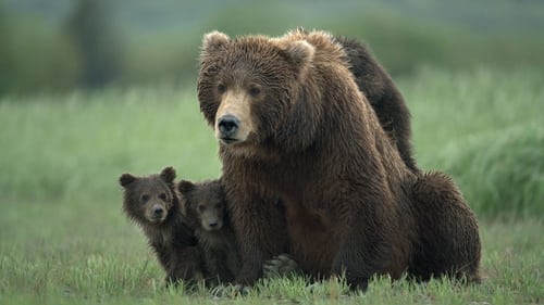 Background image for Katmai