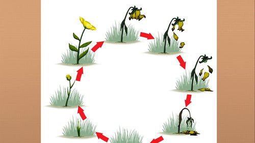 Background image for Tiny Loves Flowers