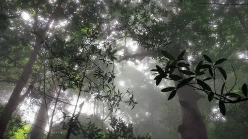 Background image for The Rainforest in the Clouds: Central America