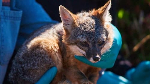 The Lost Fox of the Channel Island