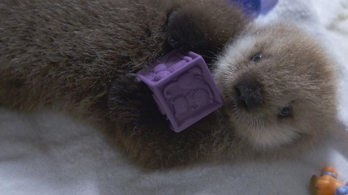 Background image for One Way or an Otter