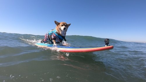 Background image for The Surfing Corgi & Bee Dogs