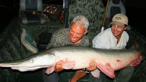 Alligator Gar