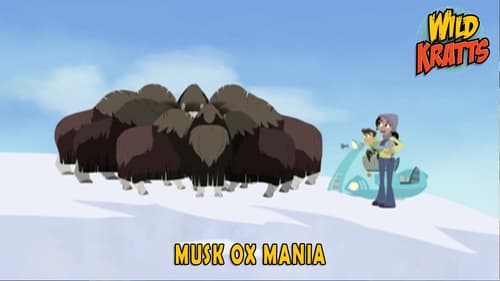 Musk Ox Mania