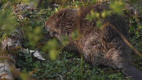 Background image for River Otter Return
