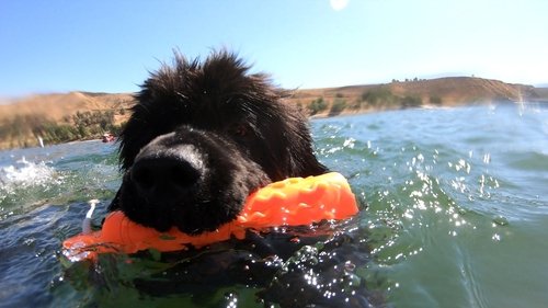 Background image for Stunt Dogs & Water Rescue Dogs