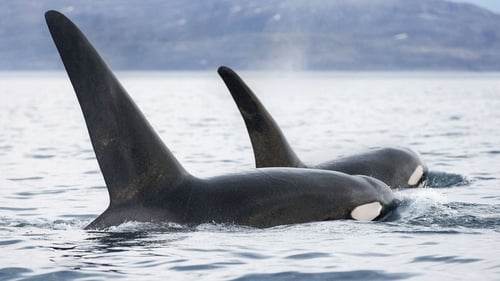 Invasion of the Killer Whales