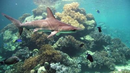 Background image for Coral Sea
