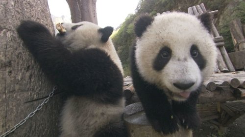 Background image for Two Panda Bears are Better Than One
