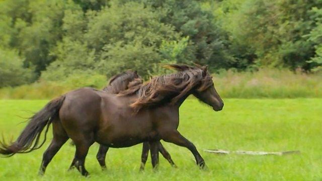 Dartmoor