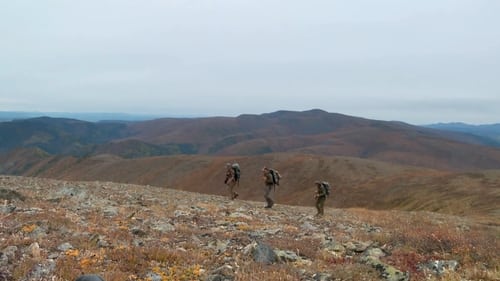 Fortymile Caribou (2)