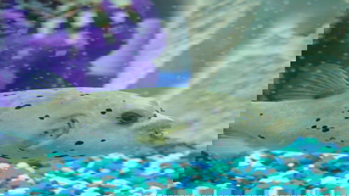 Background image for Roll with It