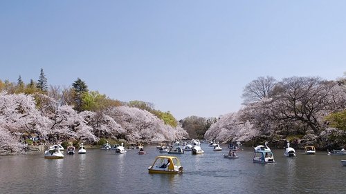 Background image for Keyword: Kichijoji