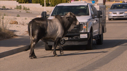 Background image for No Bull Profession